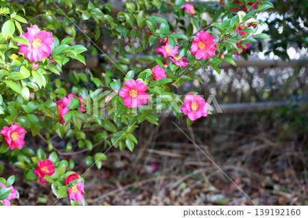 可愛的茶梅花 139192160