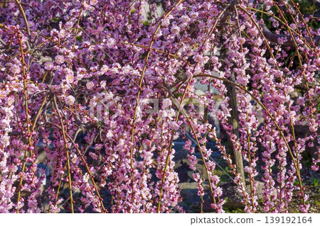 Close-up of a fully bloomed pink weeping plum tree 139192164
