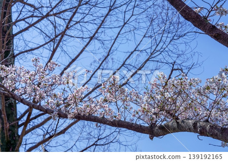 A symbol of spring: Cherry blossoms in full bloom against a blue sky. A symbol of spring: Cherry blossoms in full bloom against a blue sky. 139192165