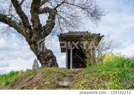Ozawa's cherry blossoms and shrine Ozawa's cherry blossoms and shrine 139192212