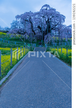 Miharu Takizakura at dawn Miharu Takizakura at dawn 139192221