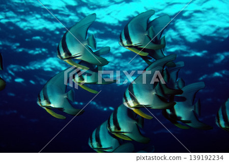 魚群——燕尾魚——水下照片 139192234