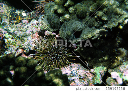 Sea urchin, *Echinococcus rectus*, underwater photograph Sea urchin, *Echinococcus rectus*, underwater photograph 139192236