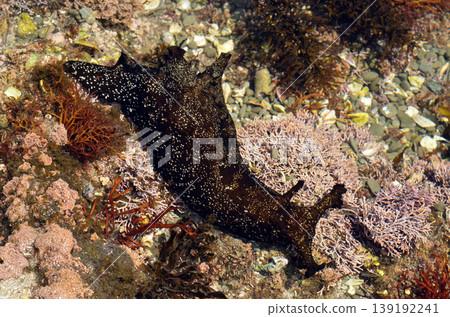 Sea slug (Aplysia japonica), marine creature, at low tide Sea slug (Aplysia japonica), marine creature, at low tide 139192241