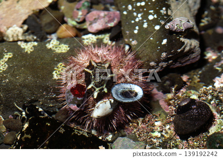 Sea urchin (Platypleura fuscoguttatum), a marine creature, at night. 139192242