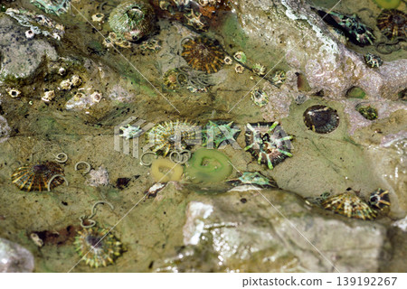 潮池中各種類型的帽貝、貝類和菊花殼。 139192267