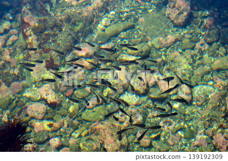Sweeper juvenile tide pool Sweeper juvenile tide pool 139192309
