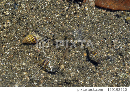 Alamella japonica (a type of sea snail) - a marine organism found at low tide. Alamella japonica (a type of sea snail) - a marine organism found at low tide. 139192310