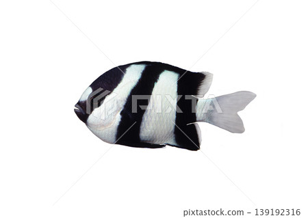 Three-striped hawk moth (white background) 139192316