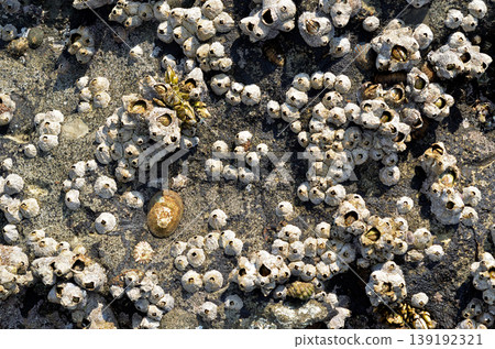 Black Flower Black Flower 139192321