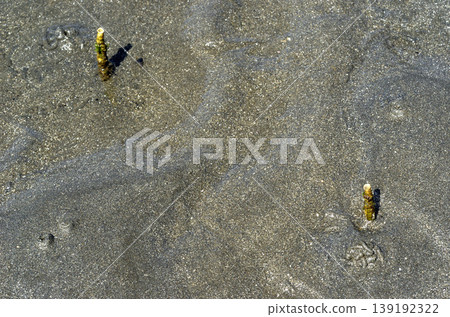 管狀蠕蟲 *翼蝦虎魚*（一種海洋蠕蟲） - 沿海動物 - 低潮 139192322