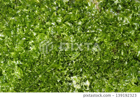 A field of seaweed: Ulva lactuca (green algae), at low tide. 139192323