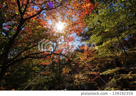 Autumn foliage in the mountains of Oku-Nikko Autumn foliage in the mountains of Oku-Nikko 139192359
