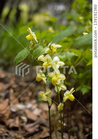 Epimedium flowers blooming in the forest of Izuhayao Kohagi Shrine in Nagano Prefecture Epimedium flowers blooming in the forest of Izuhayao Kohagi Shrine in Nagano Prefecture 139192360