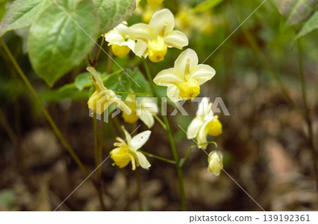 Epimedium flowers blooming on the forest floor in spring Epimedium flowers blooming on the forest floor in spring 139192361