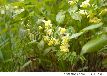 Pale yellow Epimedium flowers blooming in the shrine's forest Pale yellow Epimedium flowers blooming in the shrine's forest 139192362
