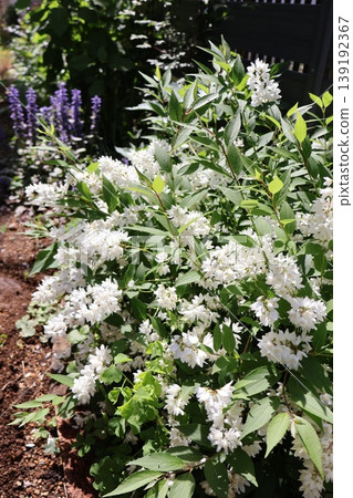 花壇裡盛開著纖細溲疏(Deutzia gracilis)的小白花。 花壇裡盛開著纖細溲疏(Deutzia gracilis)的小白花。 139192367