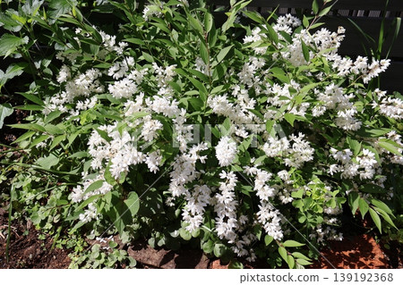 Small white flowers of Deutzia gracilis blooming in the flowerbed 139192368