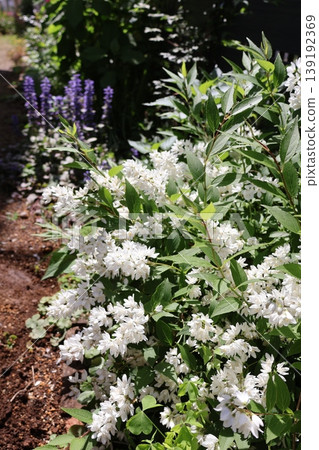 花壇裡盛開著纖細溲疏(Deutzia gracilis)的小白花。 花壇裡盛開著纖細溲疏(Deutzia gracilis)的小白花。 139192369