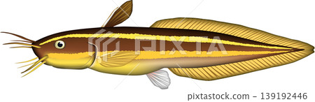 魚類插圖：「Gonzo」（鯰魚），向量格式，白色背景。 139192446