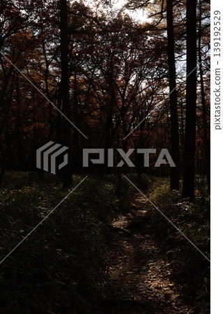Autumn leaves trees Autumn leaves trees 139192529