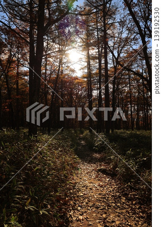 Autumn leaves trees Autumn leaves trees 139192530