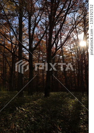 Autumn leaves trees Autumn leaves trees 139192532