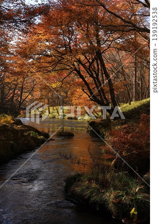 Autumn leaves trees Autumn leaves trees 139192538