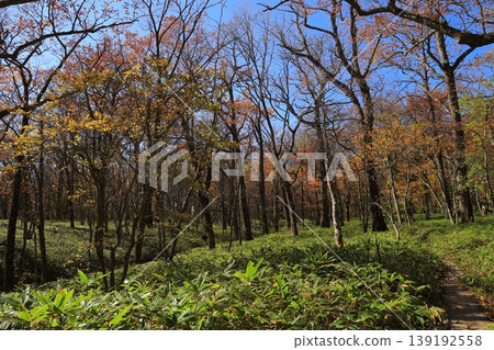 Autumn leaves trees Autumn leaves trees 139192558