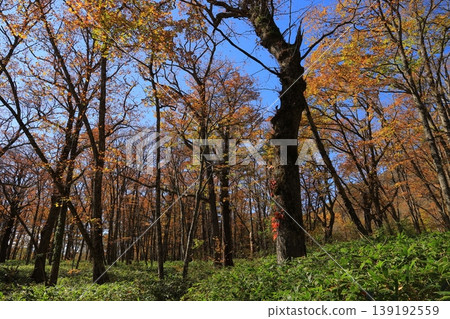 Autumn leaves trees Autumn leaves trees 139192559