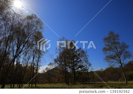 Autumn leaves trees Autumn leaves trees 139192562