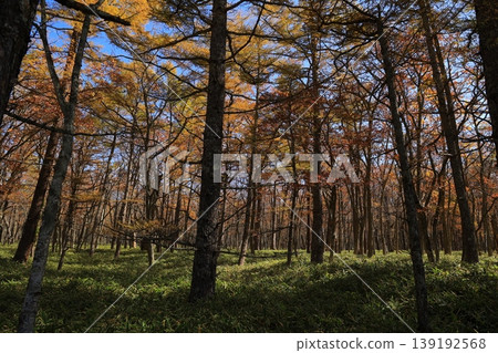 Autumn leaves trees Autumn leaves trees 139192568