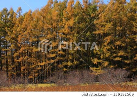 Autumn leaves trees Autumn leaves trees 139192569