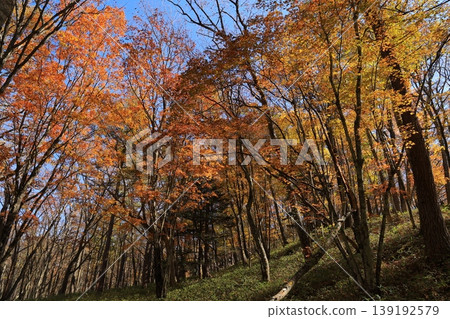 Autumn leaves trees 139192579