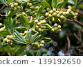 Fruit that grows on the Pittosporum tobira tree 139192650
