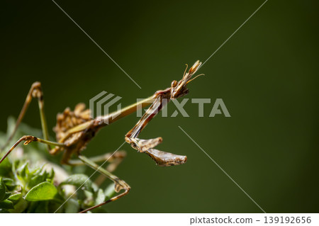 Predatory mantis on plant. Close-Up of mantis in natural habitat Predatory mantis on plant. Close-Up of mantis in natural habitat 139192656