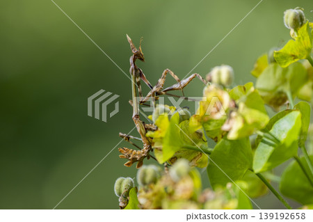 Predatory mantis on plant. Close-Up of mantis in natural habitat Predatory mantis on plant. Close-Up of mantis in natural habitat 139192658