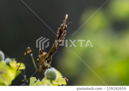 Predatory mantis on plant. Close-Up of mantis in natural habitat Predatory mantis on plant. Close-Up of mantis in natural habitat 139192659
