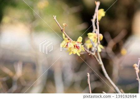 新鮮的臘梅花 新鮮的臘梅花 139192694