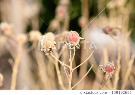 Cute withered hibiscus buds 139192695