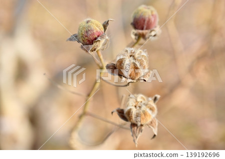 可愛的枯萎木槿花苞 可愛的枯萎木槿花苞 139192696