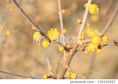 Fresh wintersweet flowers Fresh wintersweet flowers 139192697