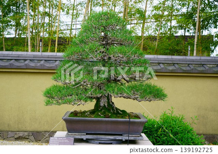9589 盆景 日本黑松“清嵐” 9589 盆景 日本黑松“清嵐” 139192725