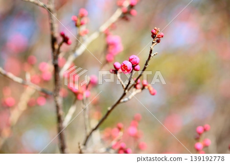 可愛的梅花 可愛的梅花 139192778