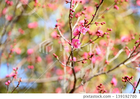 可愛的梅花 可愛的梅花 139192780