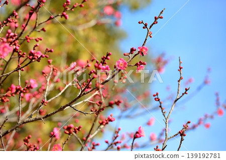 可愛的梅花 可愛的梅花 139192781