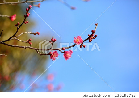 Cute plum blossoms Cute plum blossoms 139192782