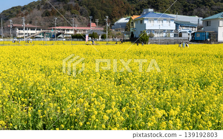 Minamiizu Town, Kamo District, Shizuoka Prefecture: Minami Cherry Blossom and Rapeseed Blossom Festival Minamiizu Town, Kamo District, Shizuoka Prefecture: Minami Cherry Blossom and Rapeseed Blossom Festival 139192803