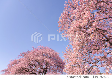 Kawazu cherry blossoms in Minamiizu-cho, Kamo-gun, Shizuoka Prefecture Kawazu cherry blossoms in Minamiizu-cho, Kamo-gun, Shizuoka Prefecture 139192809
