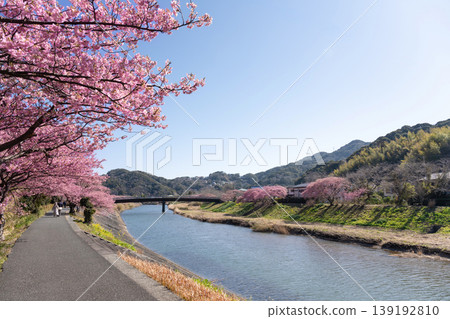 Kawazu cherry blossoms in Minamiizu-cho, Kamo-gun, Shizuoka Prefecture Kawazu cherry blossoms in Minamiizu-cho, Kamo-gun, Shizuoka Prefecture 139192810